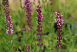 Salvia x sylvestris 'Rose Queen'  bestellen